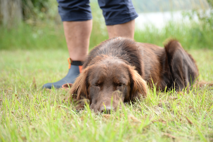 dejta en hund